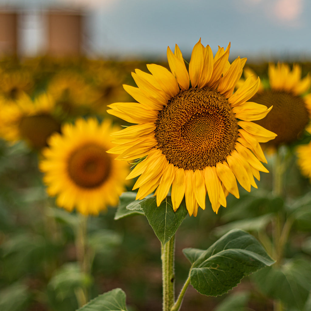 Sun Flower Power